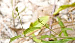 Coastalplain dawnflower